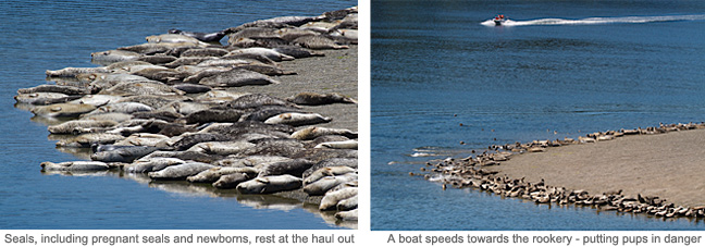 boating-haulout-composite