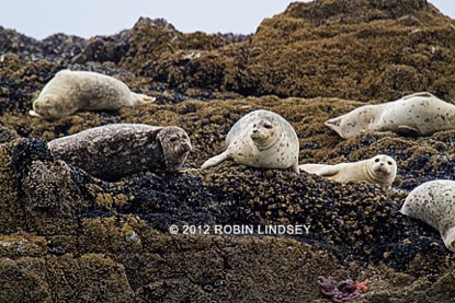 rocky-haulout-robin-lindsey